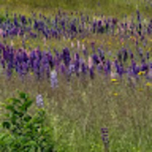 Meet your Posher, Carol